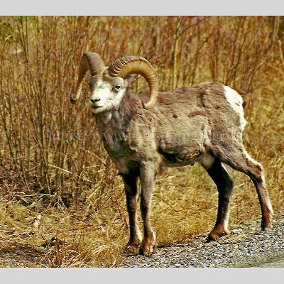 Big Horn Sheep Wildlife Photo